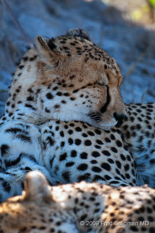 20090618_101946 D300 X1.jpg - Cheetah at Selinda Spillway (Hunda Island) Botswana